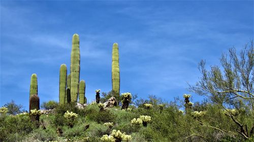 Low angle view of cactus plants against sky