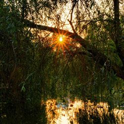 Sun shining through trees