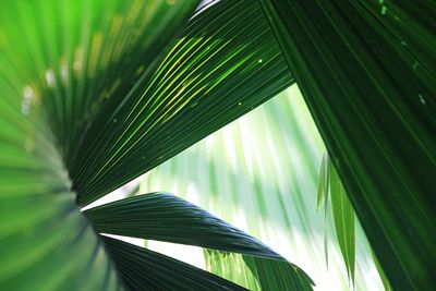 Close-up of palm tree leaves