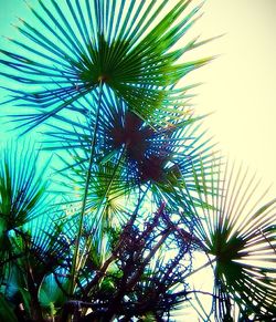 Low angle view of palm trees against sky