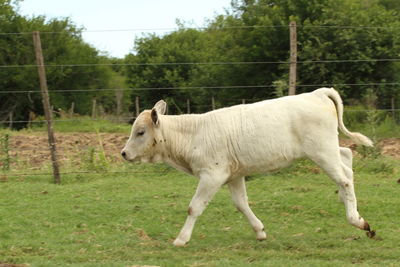 Horse standing in a field