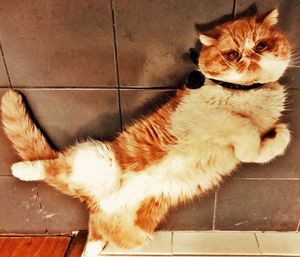 High angle portrait of cat relaxing on floor