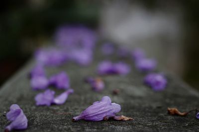 Close-up of purple flowering plant