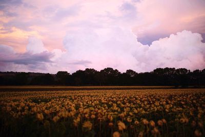 Scenic view of field against cloudy sky