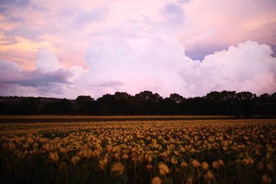 Scenic view of sunflowers growing on field against cloudy sky during sunset