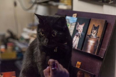 Close-up of hand holding cat