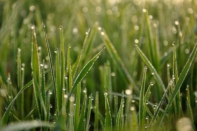 Close-up of wet grass during rainy season