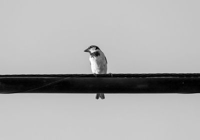 Low angle view of bird perching on railing against clear sky