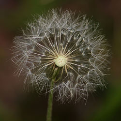 Close-up of dandelion