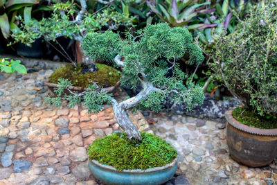 Close-up of potted plant