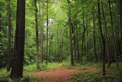 Pine trees in forest