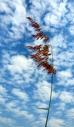 Low angle view of plant against sky