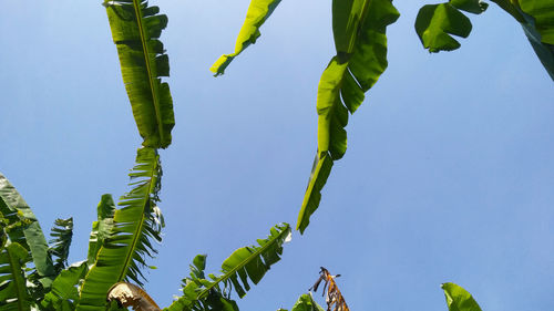 Low angle view of plants against clear blue sky