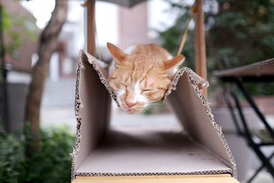 Close-up of cat sleeping on cardboard