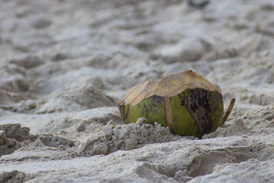 Close-up of lizard on rock