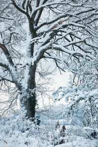 Full frame shot of snow covered tree