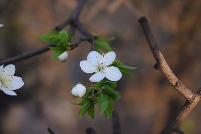 Close-up of white cherry blossom tree