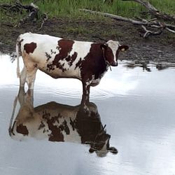 Cow standing in water