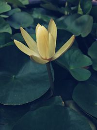 Close-up of lotus water lily
