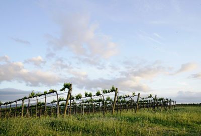 Scenic view of agricultural field against sky