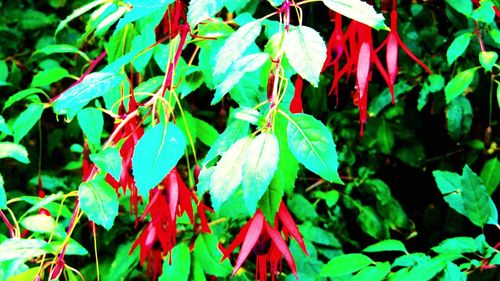 Close-up of leaves on plant