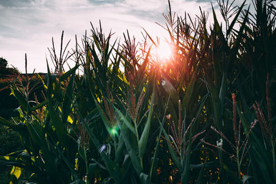 Close-up of crops growing on field against sky at sunset