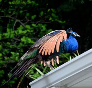 Close-up of bird perching on blue