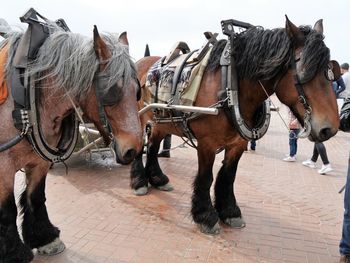 Brabant horses standing on road