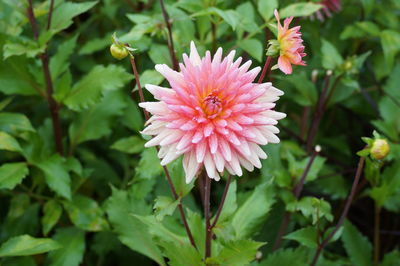 Close-up of pink flower blooming outdoors