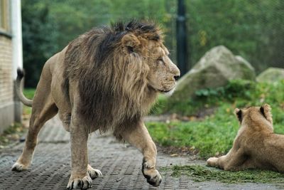 Two cats looking away