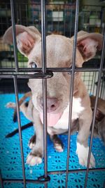 Close-up of dog looking through metal fence