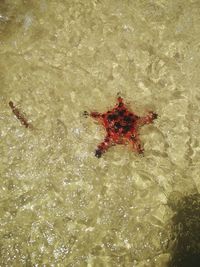 High angle view of crab on beach