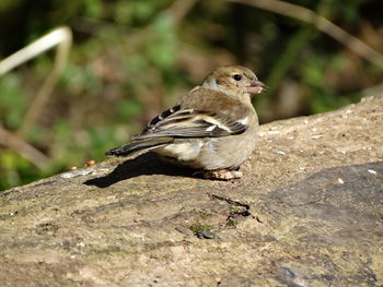 Close-up of bird perching on rock