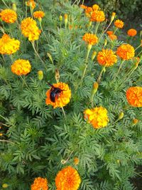 High angle view of orange flowers on plant