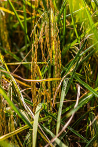 Close-up of fresh green plant