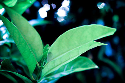 Close-up of leaves