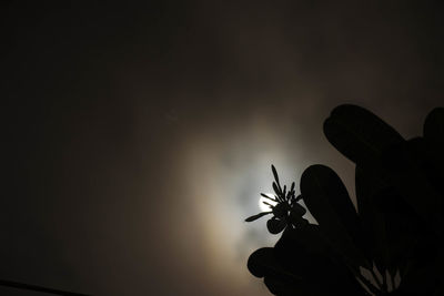 Low angle view of silhouette flowering plants against sky at night