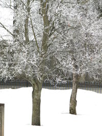 Low angle view of bare trees during winter