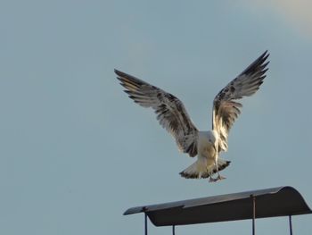 Low angle view of seagulls flying in sky