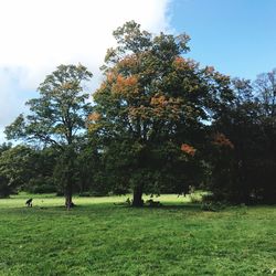 Trees on field against sky