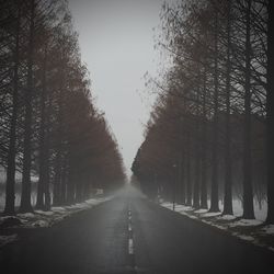 Road passing through trees