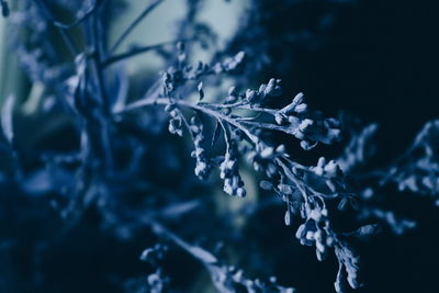 Close-up of leaves against blurred background