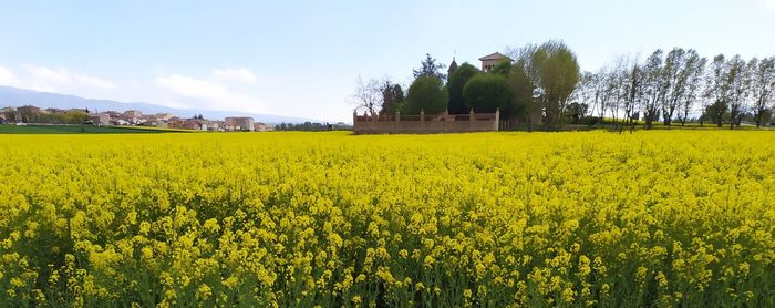 Scenic view of oilseed rape field against sky