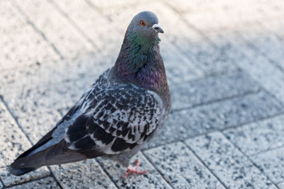 Close-up of bird perching outdoors