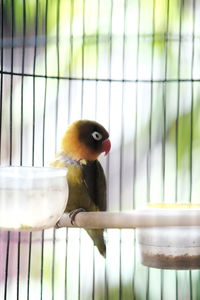 Close-up of parrot in cage