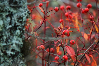 Close-up of leaves on branch