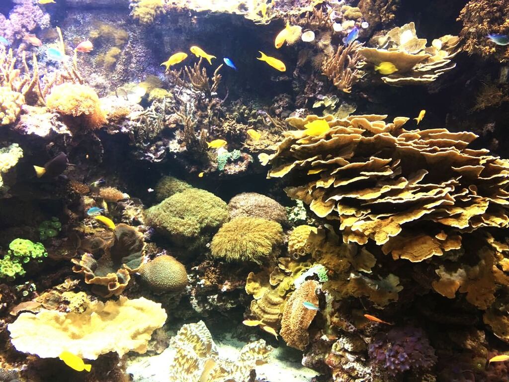 water, underwater, sea life, nature, fish, no people, large group of animals, animal themes, undersea, swimming, day, close-up, beauty in nature, outdoors