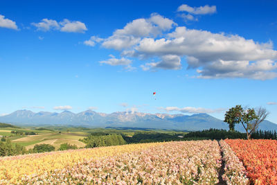 Scenic view of flower garden with paraglider in background against blue sky