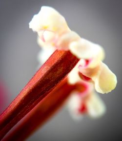 Close-up of red flower over white background