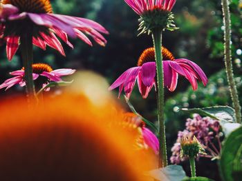 Close-up of pink flowering plant